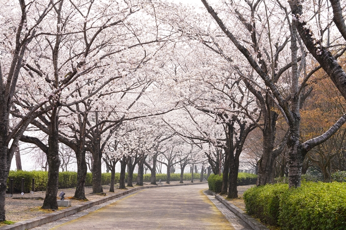 桜_2021_27　七谷川　No22