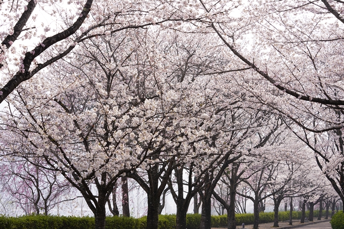 桜_2021_27　七谷川　No23