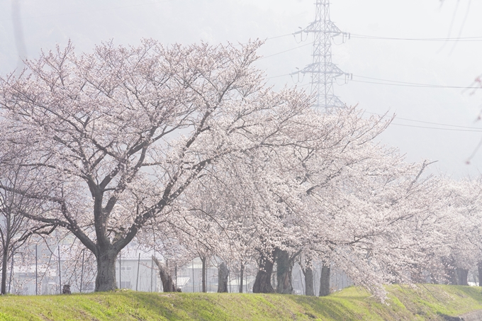 桜_2021_27　七谷川　No25