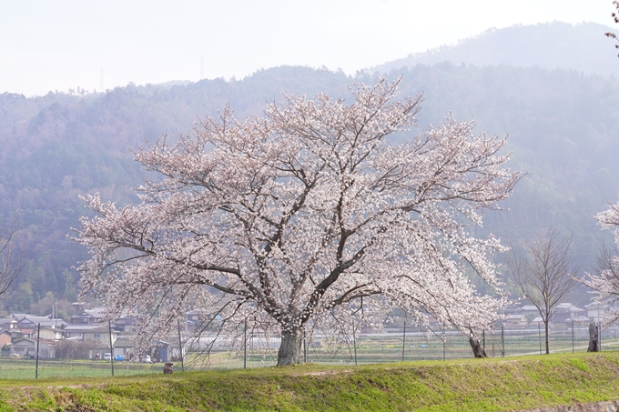 桜_2021_27　七谷川　No26