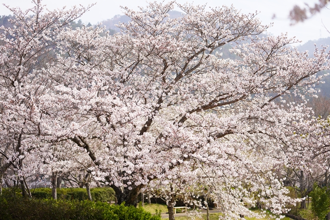 桜_2021_27　七谷川　No27