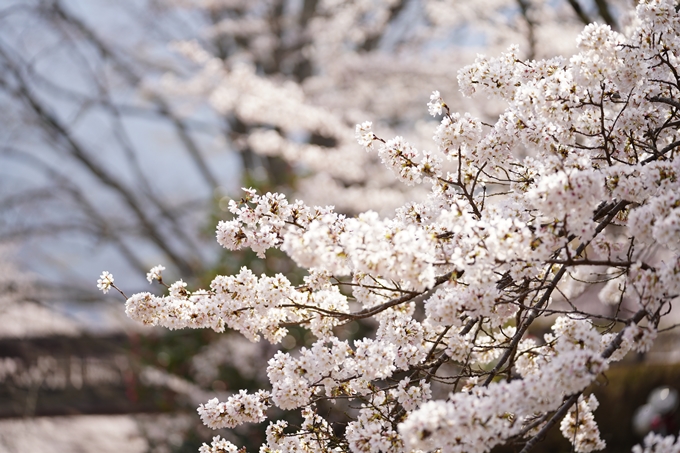 桜_2021_27　七谷川　No30