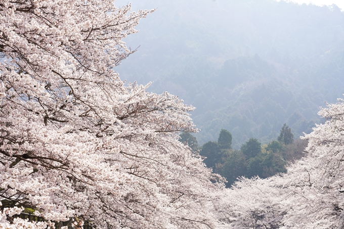 桜_2021_27　七谷川　No31