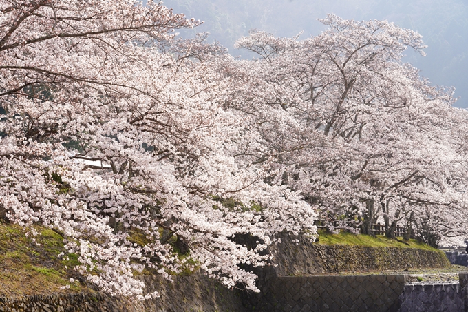 桜_2021_27　七谷川　No32