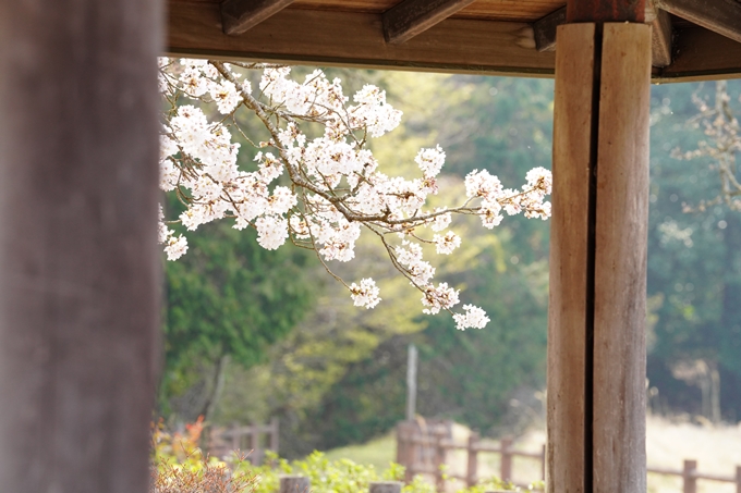 桜_2021_27　七谷川　No33