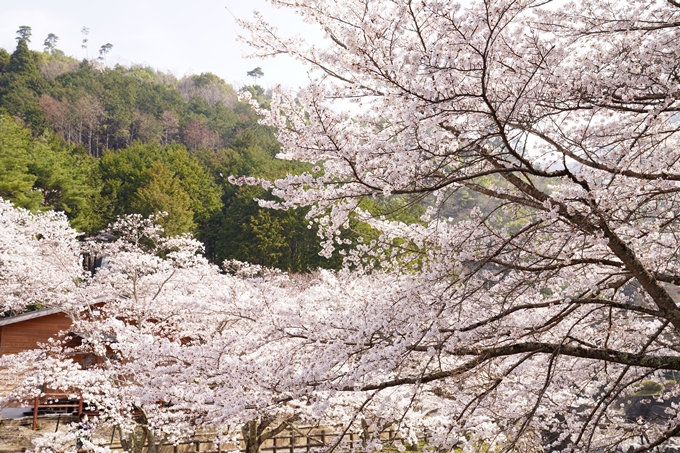 桜_2021_27　七谷川　No34