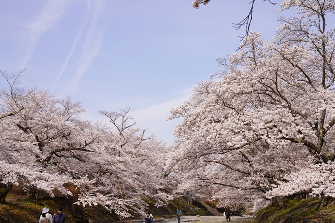 桜_2021_27　七谷川　No35