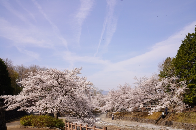 桜_2021_27　七谷川　No37