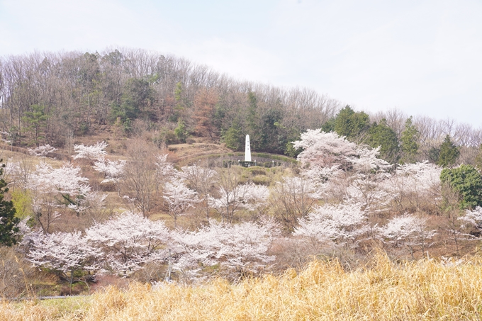 桜_2021_28　南郷公園　No2