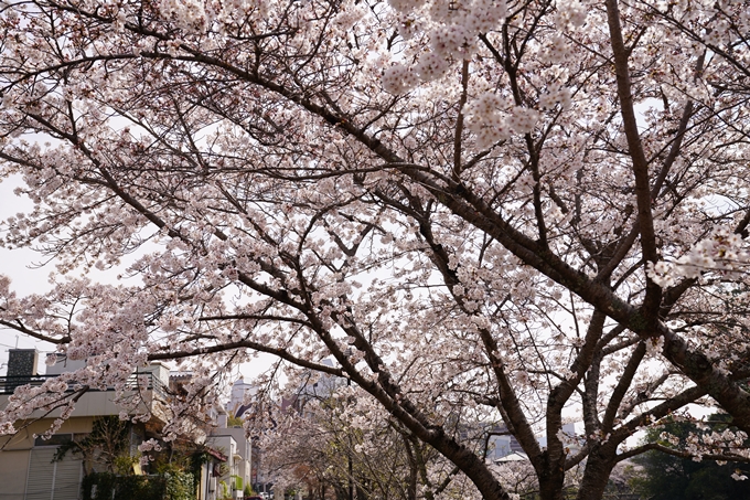 桜_2021_28　南郷公園　No3