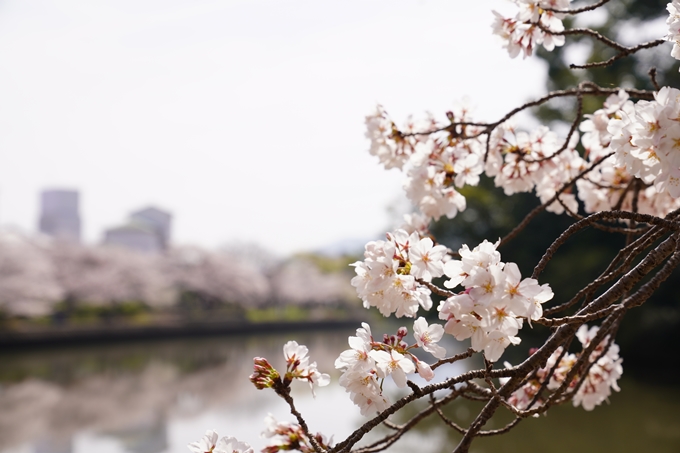 桜_2021_28　南郷公園　No4