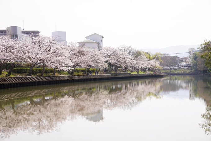 桜_2021_28　南郷公園　No5