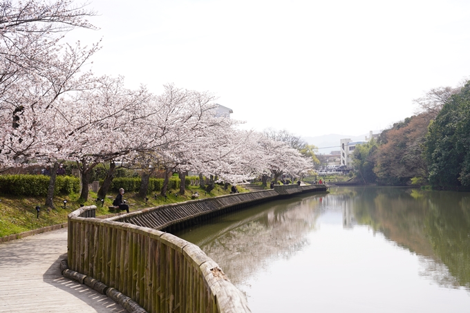 桜_2021_28　南郷公園　No6