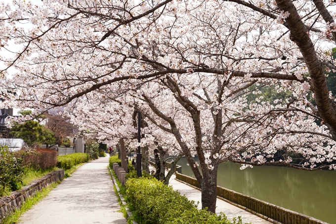 桜_2021_28　南郷公園　No7