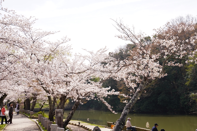 桜_2021_28　南郷公園　No8