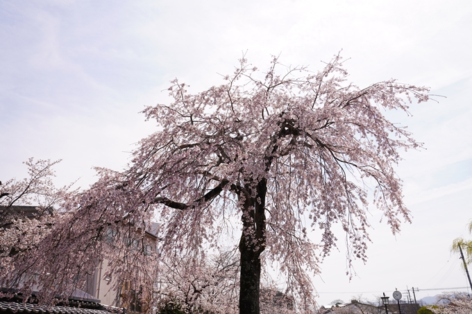 桜_2021_28　南郷公園　No9