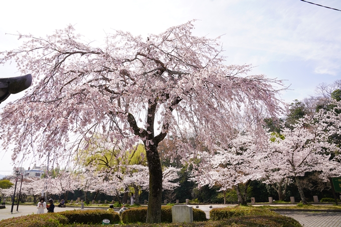 桜_2021_28　南郷公園　No10