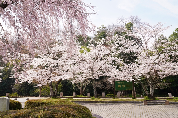 桜_2021_28　南郷公園　No11