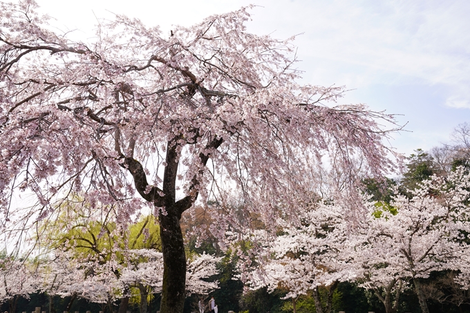 桜_2021_28　南郷公園　No12