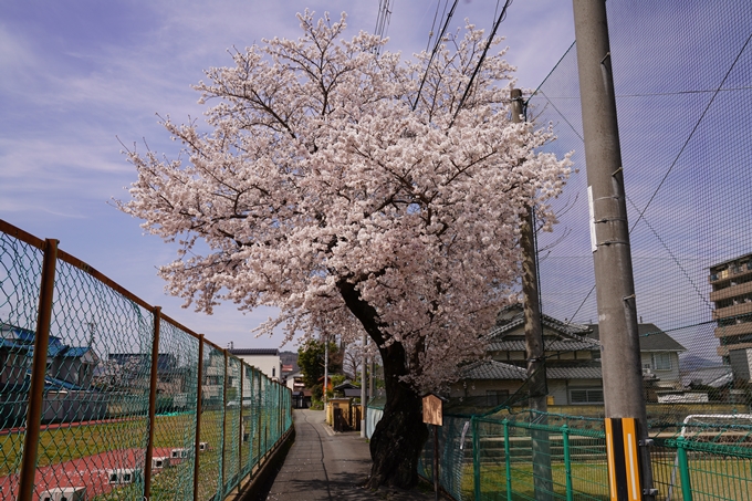 桜_2021_28　南郷公園　No15