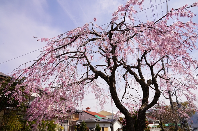 桜_2021_28　南郷公園　No17