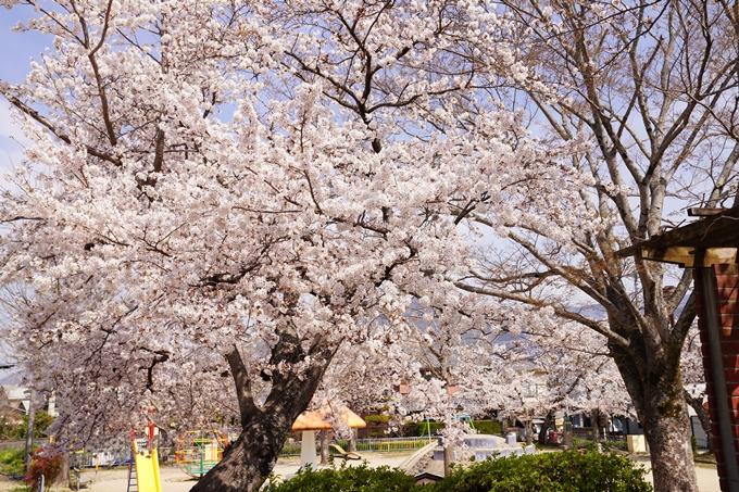 桜_2021_28　南郷公園　No19