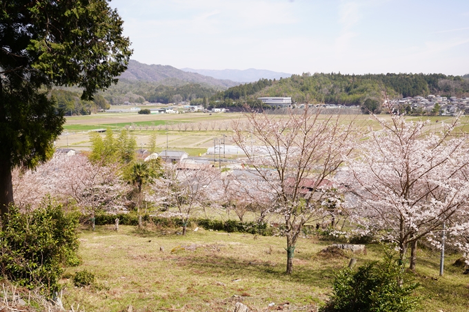 桜_2021_29　桂林寺_谷性寺_瑞巌寺　No2