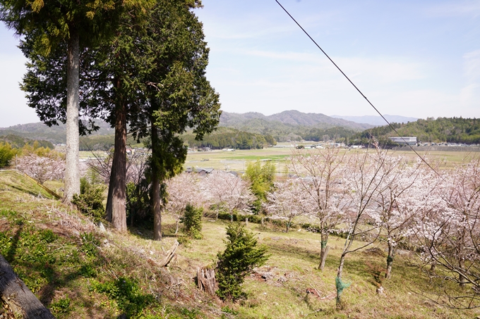 桜_2021_29　桂林寺_谷性寺_瑞巌寺　No3