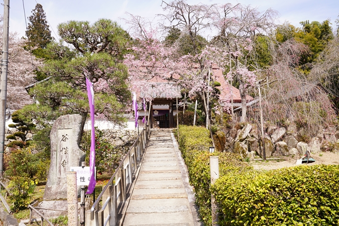 桜_2021_29　桂林寺_谷性寺_瑞巌寺　No4