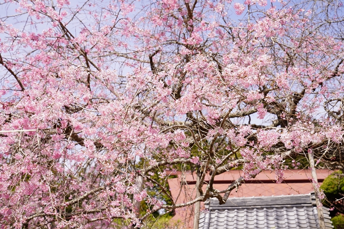 桜_2021_29　桂林寺_谷性寺_瑞巌寺　No5