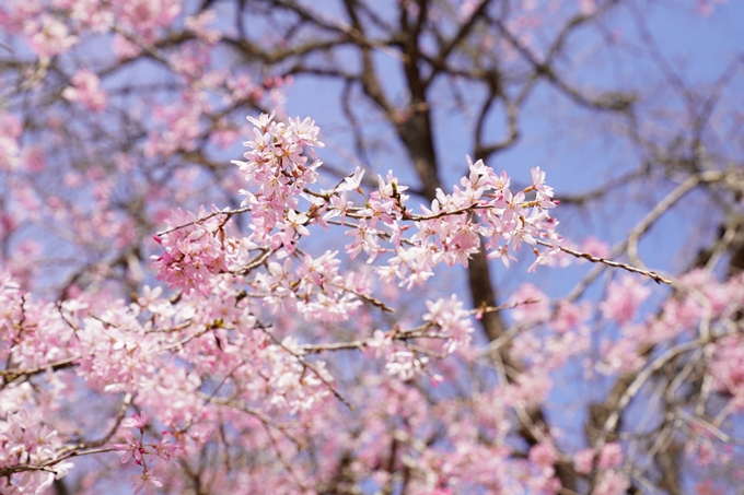 桜_2021_29　桂林寺_谷性寺_瑞巌寺　No6