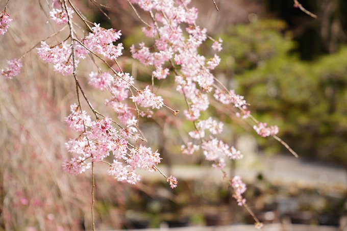 桜_2021_29　桂林寺_谷性寺_瑞巌寺　No7