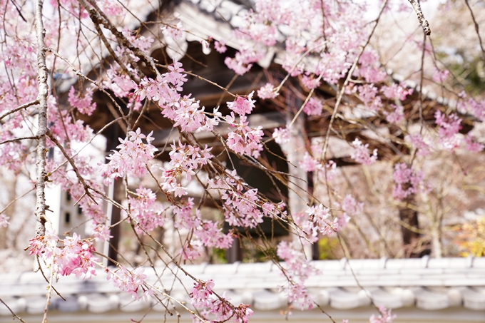 桜_2021_29　桂林寺_谷性寺_瑞巌寺　No8