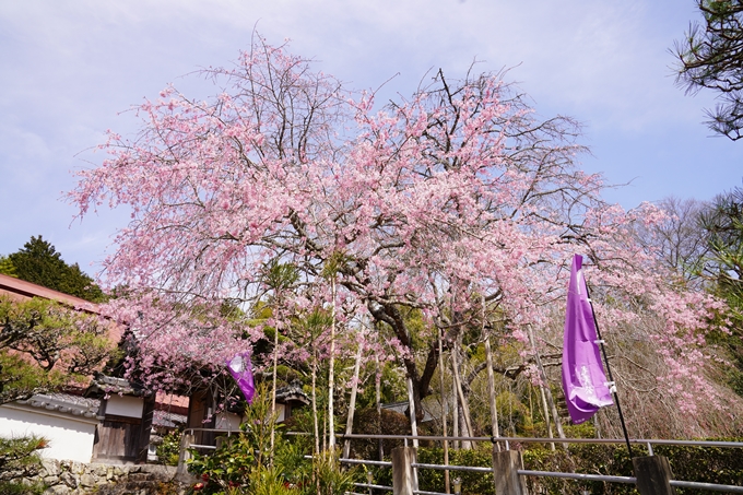 桜_2021_29　桂林寺_谷性寺_瑞巌寺　No10