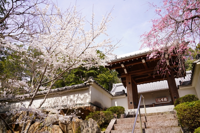 桜_2021_29　桂林寺_谷性寺_瑞巌寺　No12