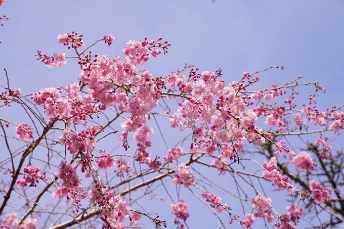 桜_2021_29　桂林寺_谷性寺_瑞巌寺　No14