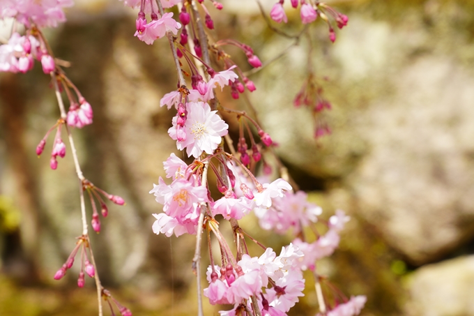 桜_2021_29　桂林寺_谷性寺_瑞巌寺　No15