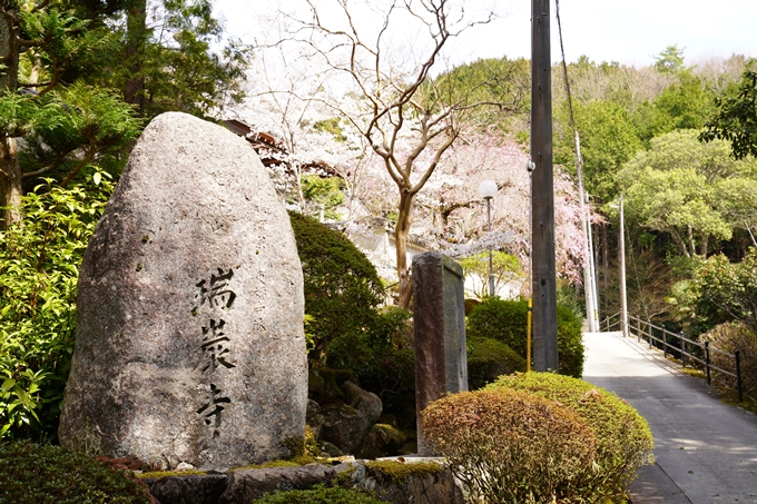 桜_2021_29　桂林寺_谷性寺_瑞巌寺　No11