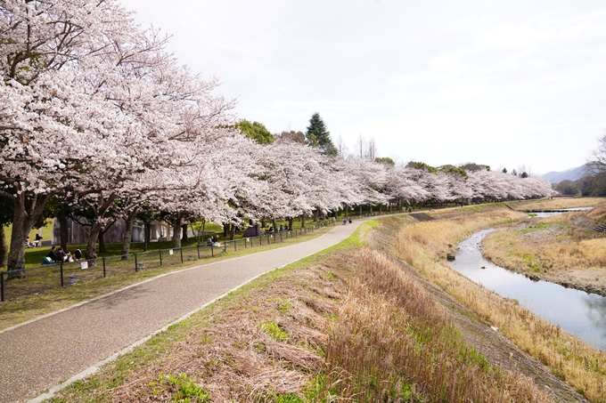 桜_2021_31　亀岡運動公園　No2