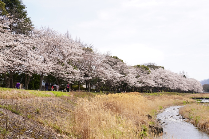 桜_2021_31　亀岡運動公園　No4