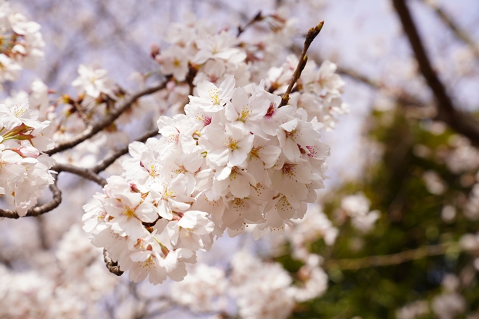 桜_2021_31　亀岡運動公園　No5