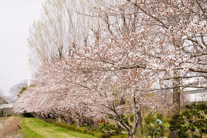 桜_2021_31　亀岡運動公園　No7