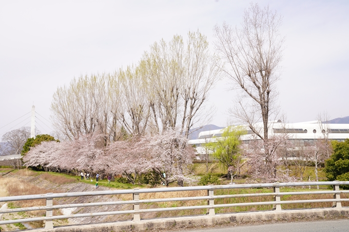 桜_2021_31　亀岡運動公園　No6