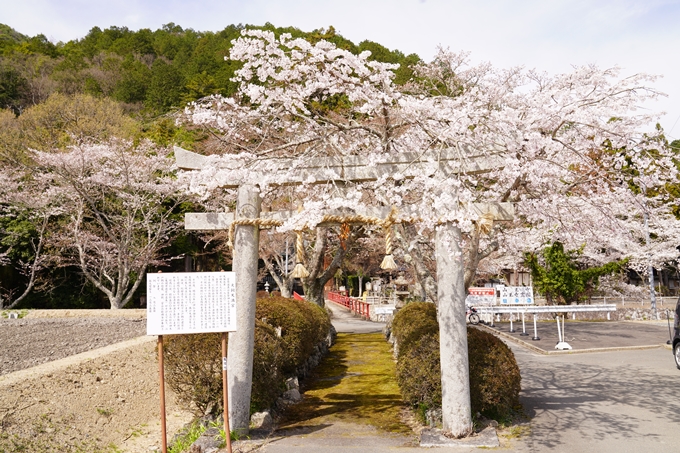 桜_2021_30　犬飼天満宮　No2