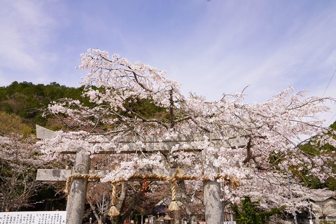 桜_2021_30　犬飼天満宮　No3