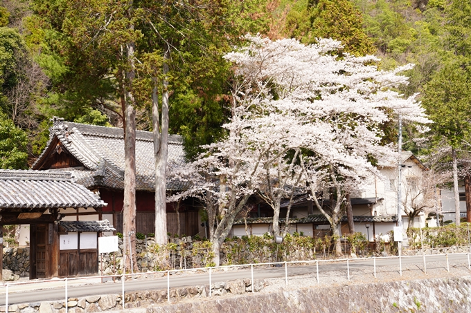 桜_2021_30　犬飼天満宮　No4