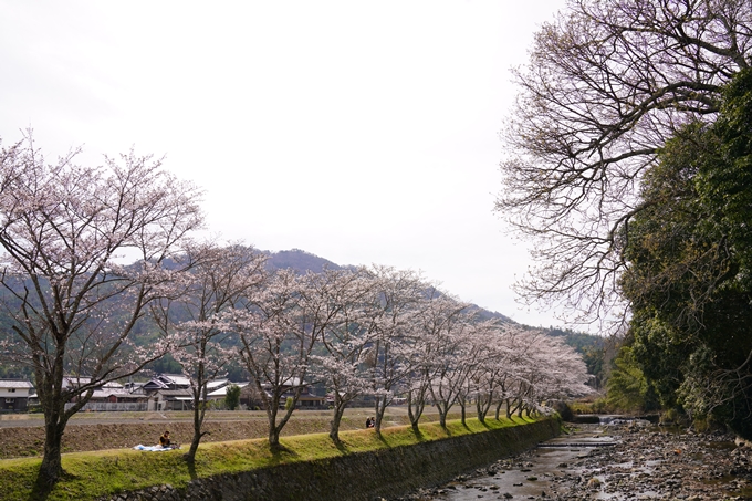 桜_2021_30　犬飼天満宮　No6