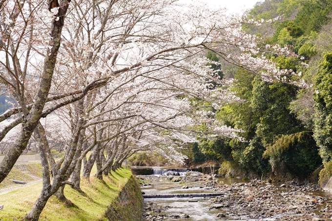 桜_2021_30　犬飼天満宮　No5