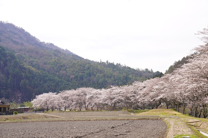 桜_2021_30　犬飼天満宮　No7