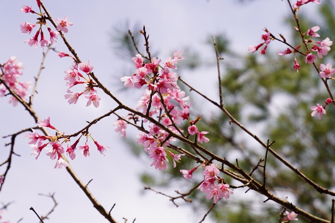 桜_2021_33　長尾山　No3